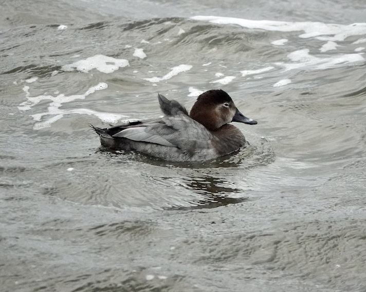pochard